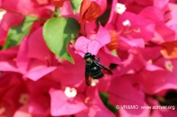 Insecto 16