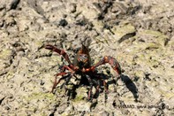 Insecto 26
