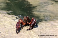Insecto 27