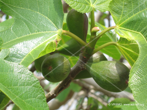Fruta 5