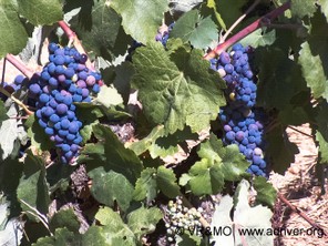 Fruta 3