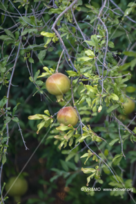 Fruta 1