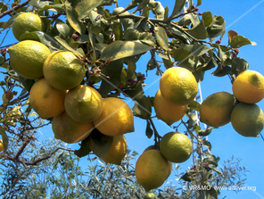 Fruta 6