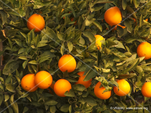 Fruta 4