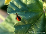 Insecto 23