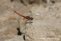 Insecto 11