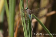 Insecto 8