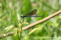 Insecto 10