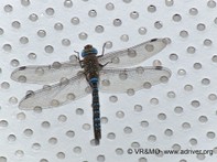 Insecto 9