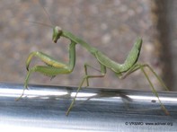 Insecto 15