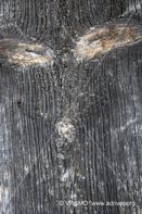 Madera 1