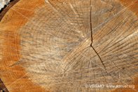 Madera 4