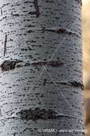 Madera 6