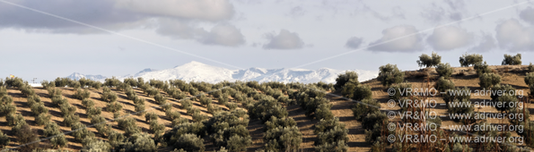 Pano 33