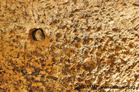 Piedra 8