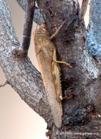 Insecto 24