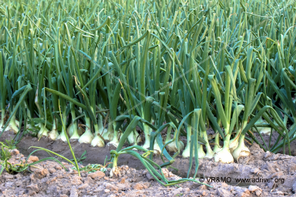 Vegetal 1